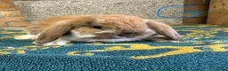 Mini Lop rabbits for sale: Mini Lop Rabbits For Sale - Advert 15