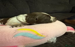 Cockerdor dogs for sale: Cockerdors  - Advert 5