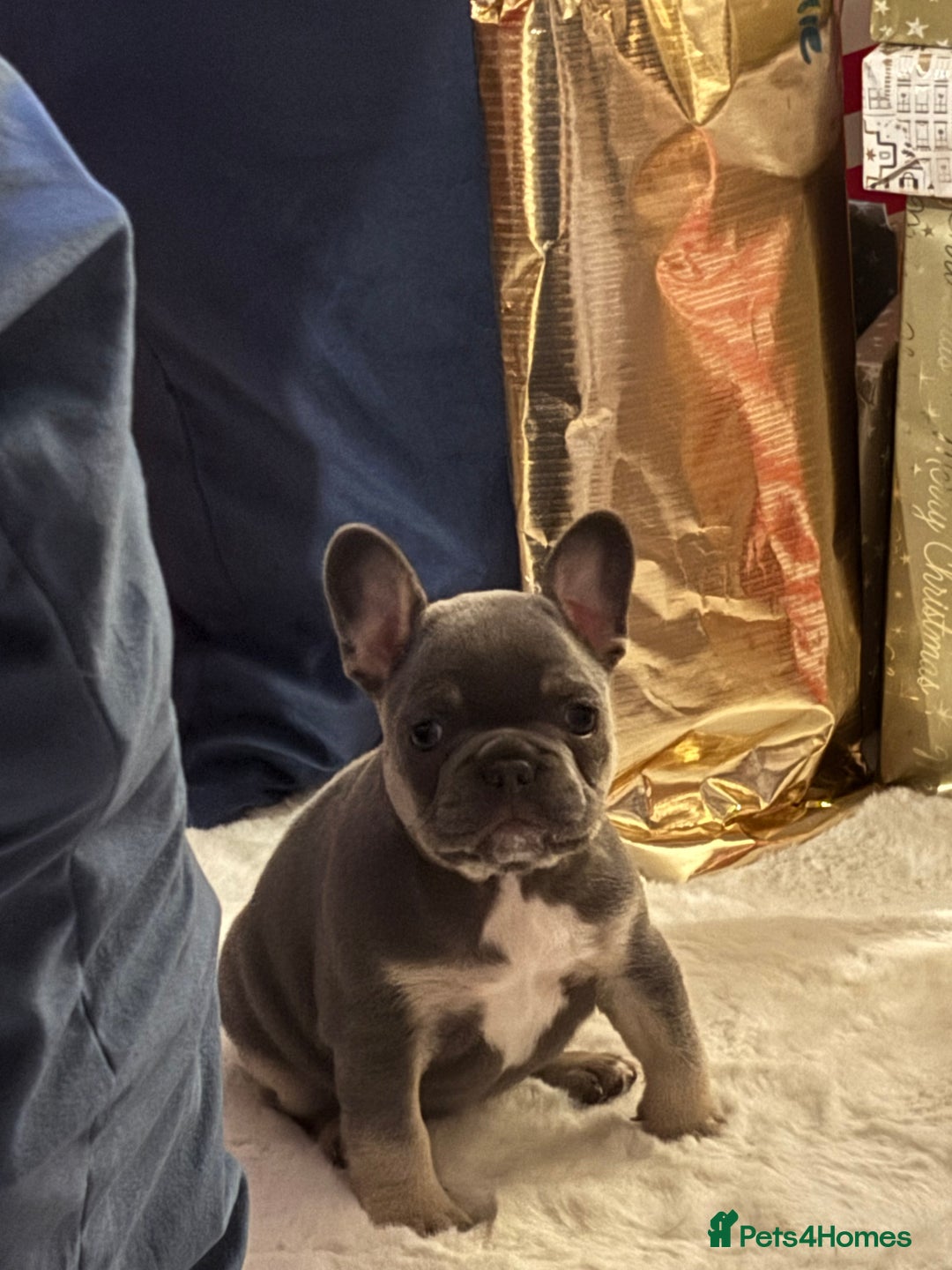 French Bulldog dogs for sale: Blue and tan baby girl  - Advert 2