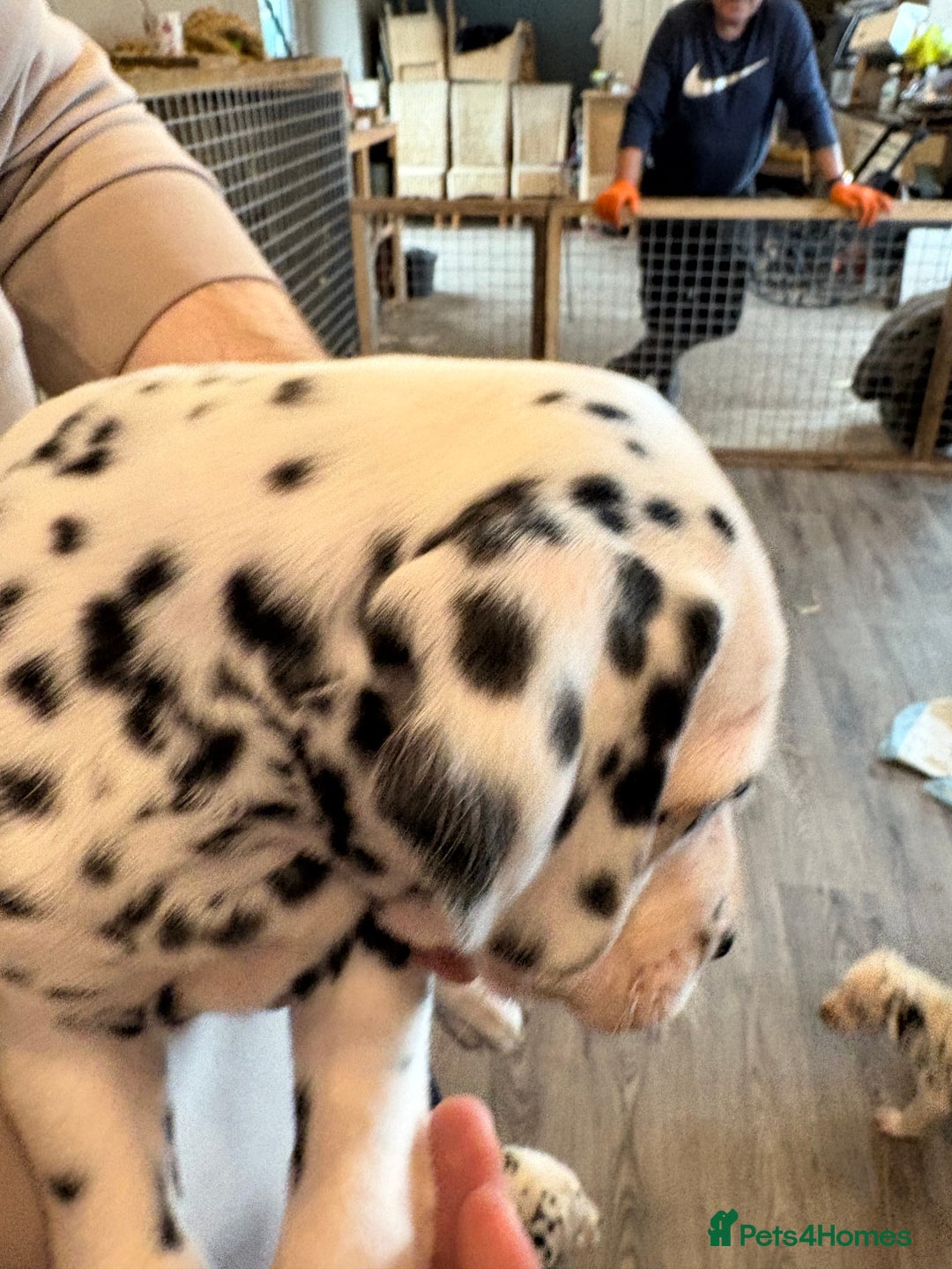 Dalmatian dogs for sale: The most beautiful beautiful Dalmatian puppies  - Advert 7