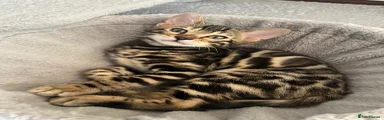 Bengal Kitten 1 brown F