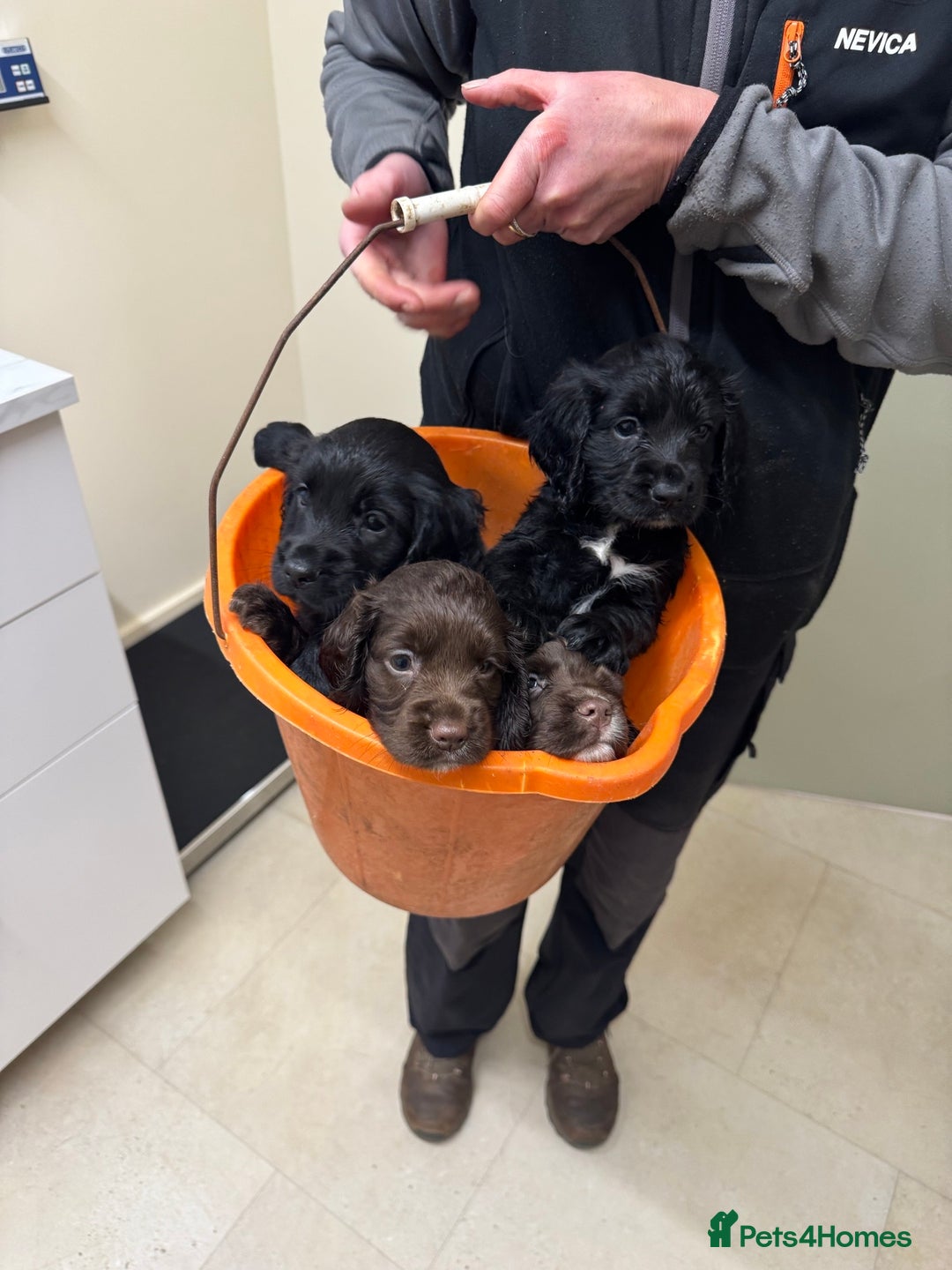 Cocker Spaniel dogs for sale: Working Cocker Spaniels  - Image 4