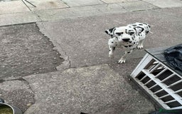 Dalmatian dogs for sale: perdita the dalmatian  - Image 1