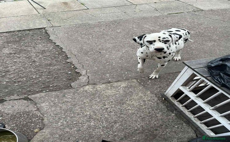 Dalmatian dogs - Advert 1