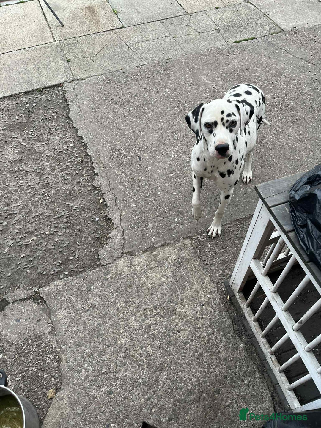 Dalmatian dogs for sale: perdita the dalmatian  - Image 1