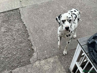 Dalmatian dogs - Advert 1