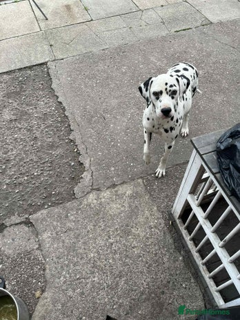Dalmatian dogs - Advert 7