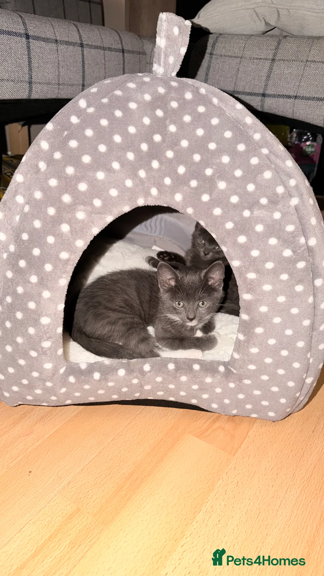 British Shorthair cats for sale: British shorthair cross - Advert 6