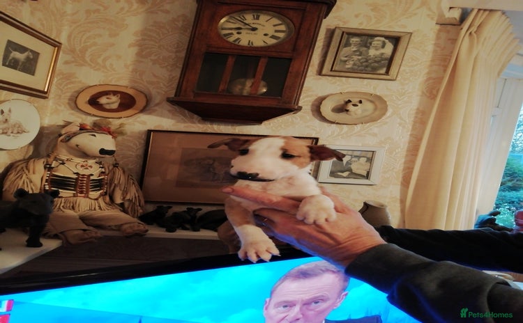 English Bull Terrier dogs - Advert 1