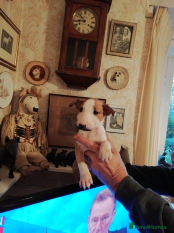 English Bull Terrier dogs - Advert 1