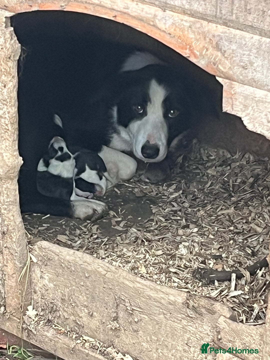 Border Collie dogs for sale: Border collie puppies  - Image 6