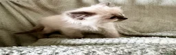 Ragdoll cats for sale: Beautiful pure ragdolls  - Advert 36