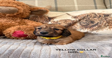 Miniature Dachshund dogs - Advert 7