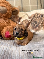 Miniature Dachshund dogs - Advert 6