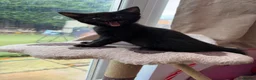 Mixed Breed cats for sale: Two gorgeous boys - Advert 8