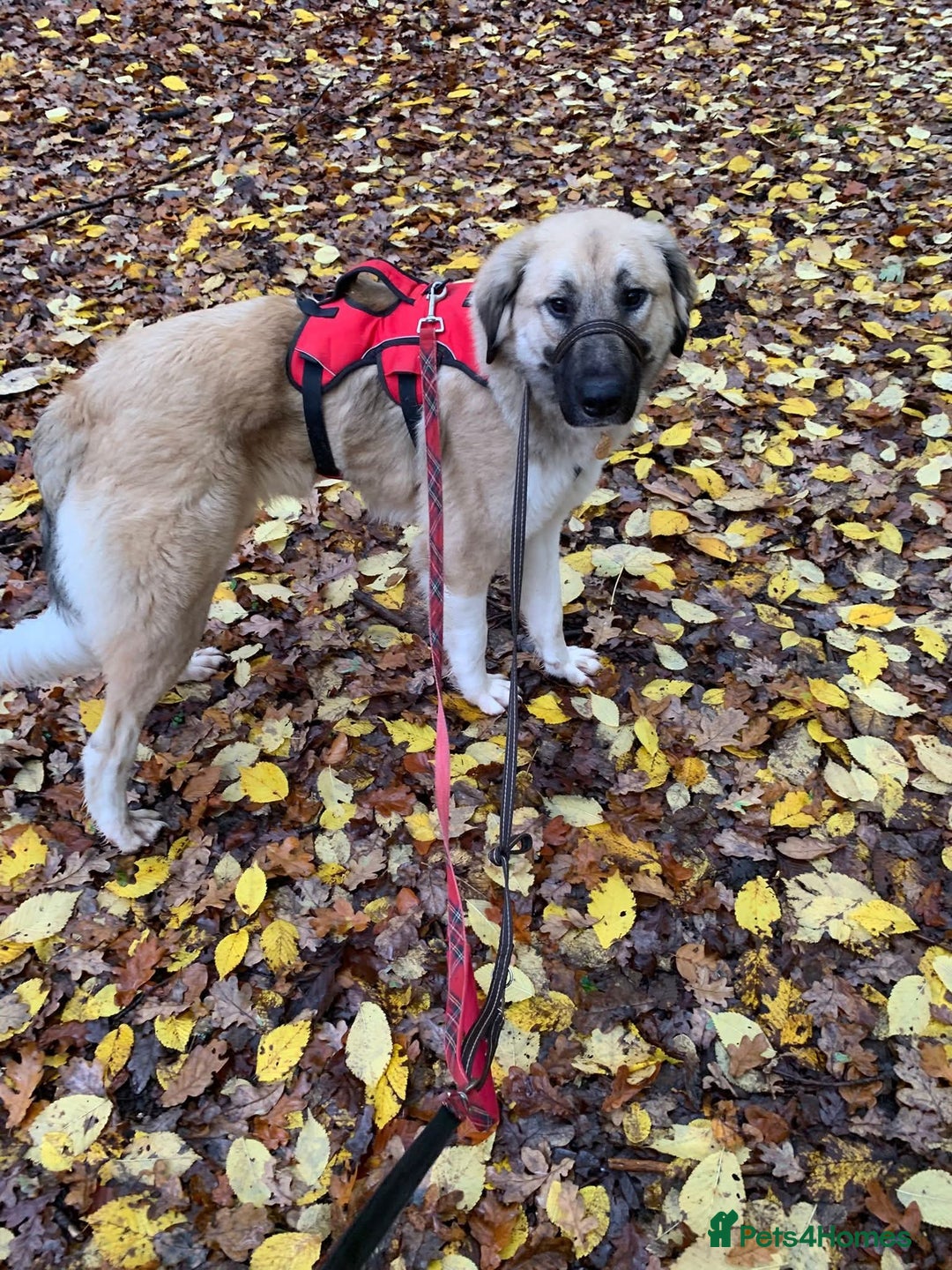 Mixed Breed dogs for adoption: Meet Frosty, currently residing in Gloucester  - Advert 4