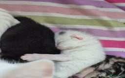British Shorthair cats for sale: Boy kitten - Image 7