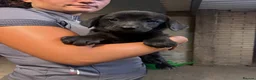 Mixed Breed dogs for sale: Bernese mountain dog x Labrador Puppys  - Advert 10