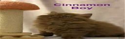 British Shorthair cats for sale: Registered Pedigree British Shorthair & Longhair  in Stafford - Advert 14