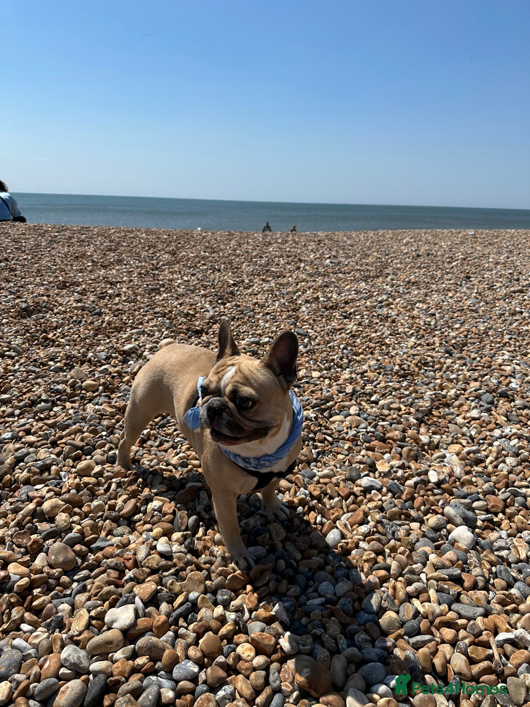 French Bulldog dogs for stud: Sperm donor - Advert 7