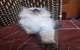 Ragdoll cats for sale: 1 Ragdoll girl left looking for a loving home  - Image 7