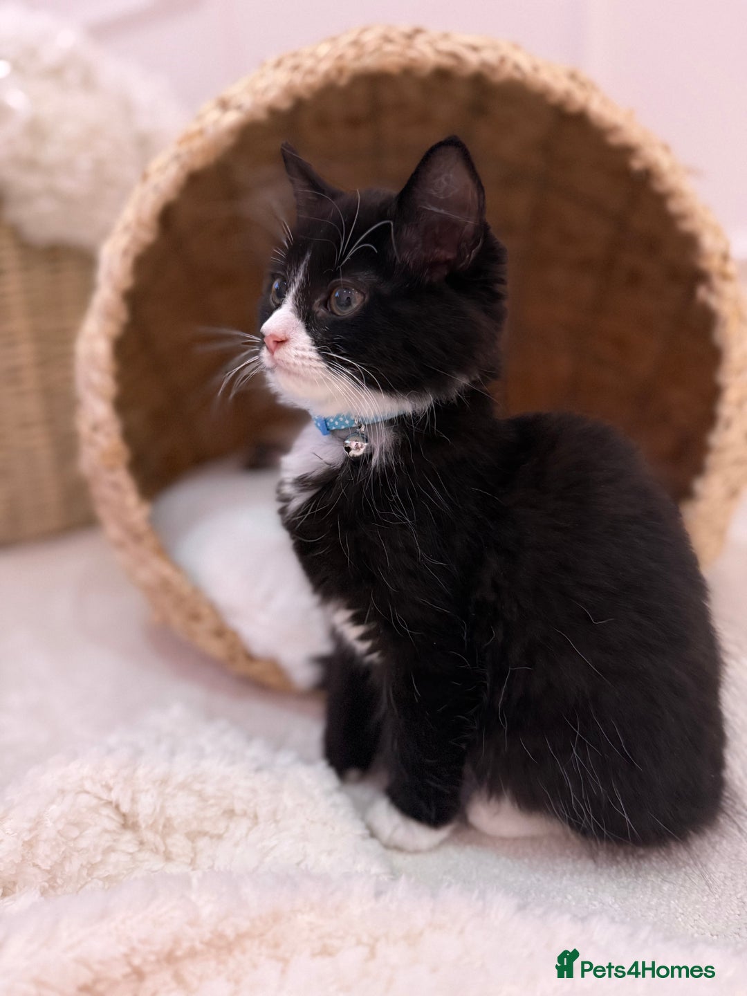 Mixed Breed cats for sale: Our Beautiful Dice - Image 14