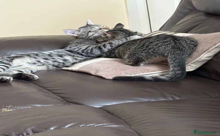 Maine Coon cats Kittens for sale - Advert 1