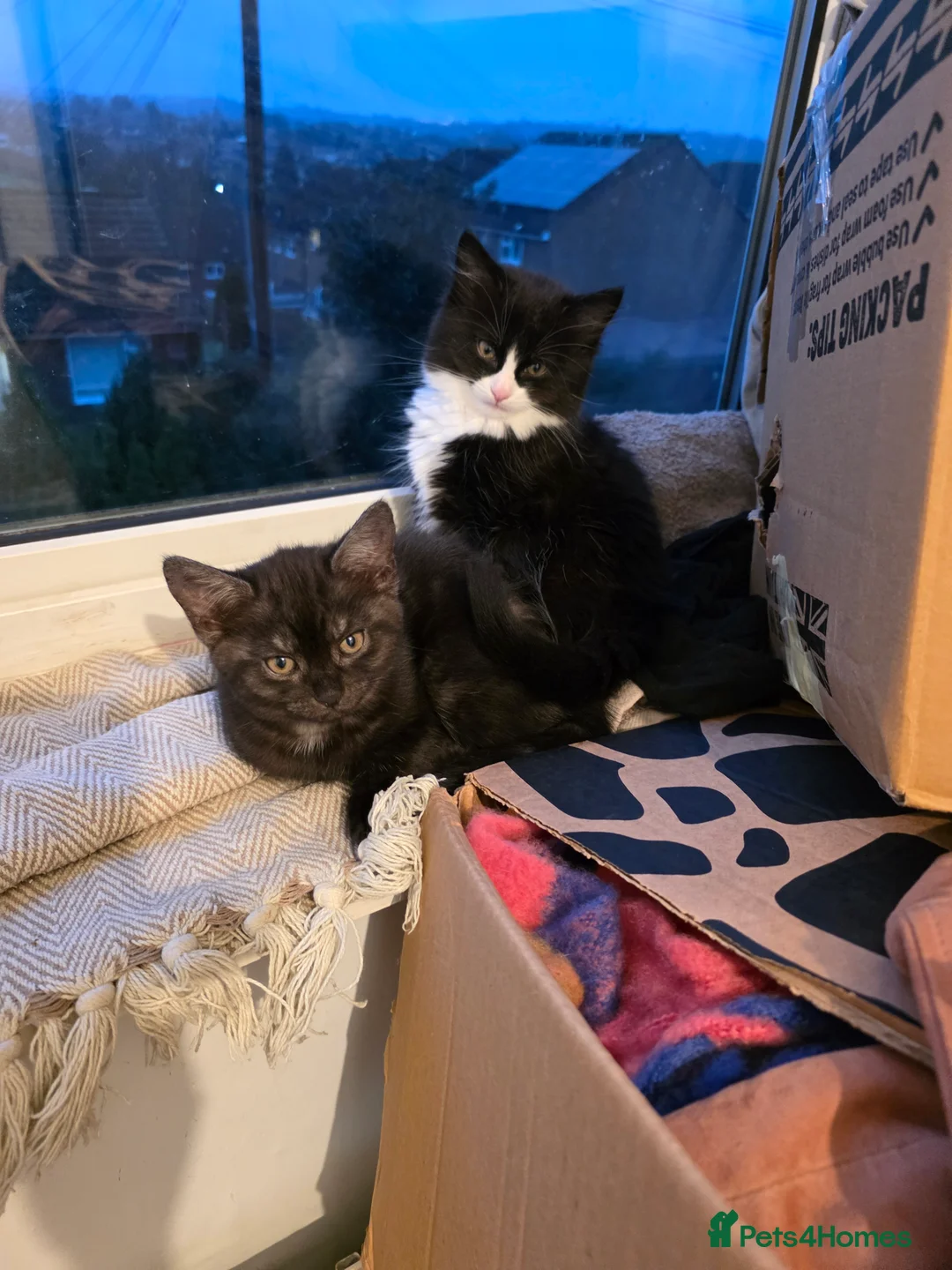 Mixed Breed cats for sale: Bonded sisters looking for forever home - Advert 4