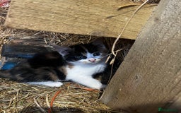 Mixed Breed cats for sale: Mixed coloured kittens looking for new homes!  - Image 11