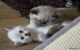 British Shorthair cats for sale:  British shorthair colourpoint pedigree kittens  - Image 14