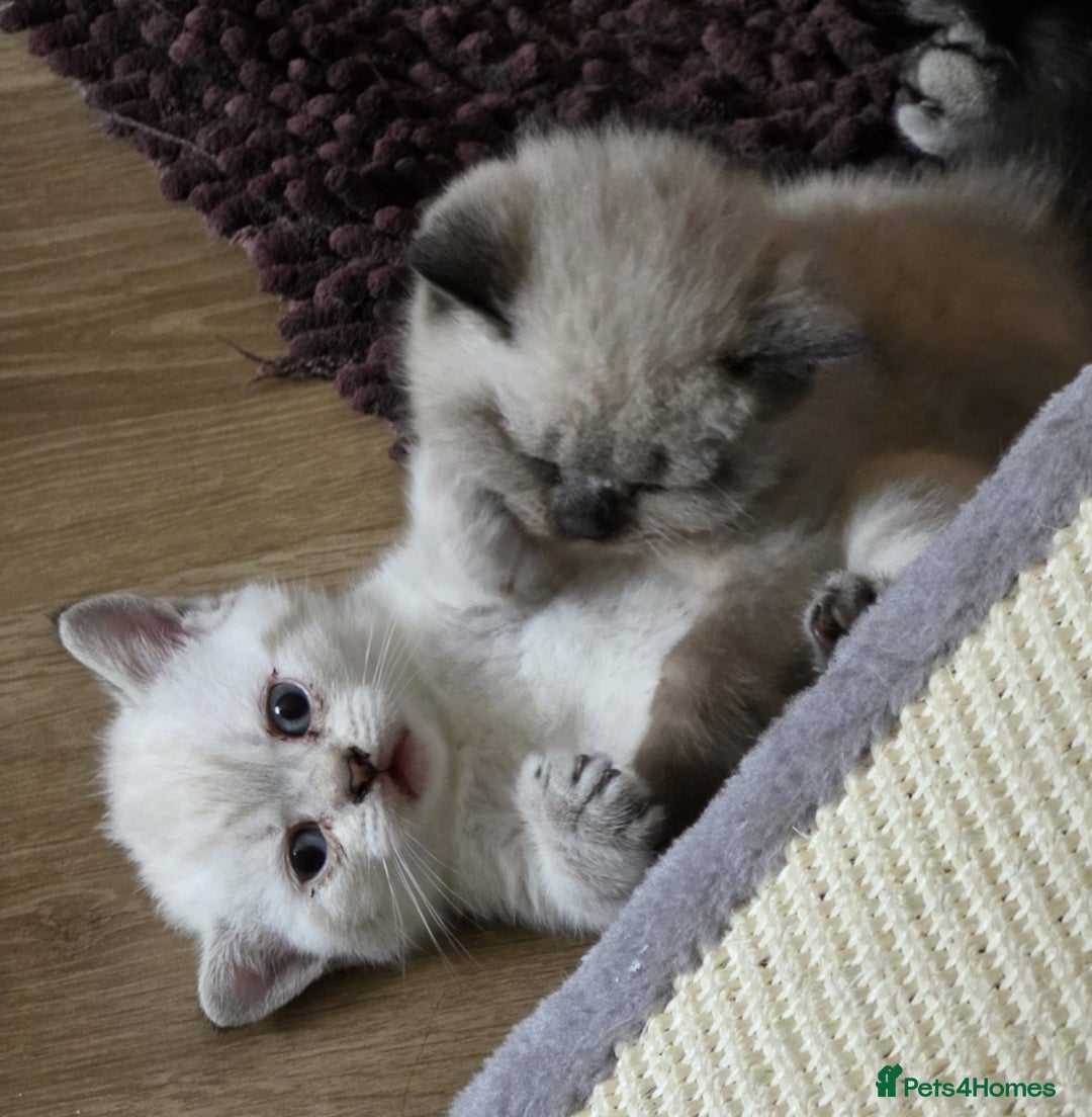 British Shorthair cats for sale:  British shorthair colourpoint pedigree kittens  - Image 14