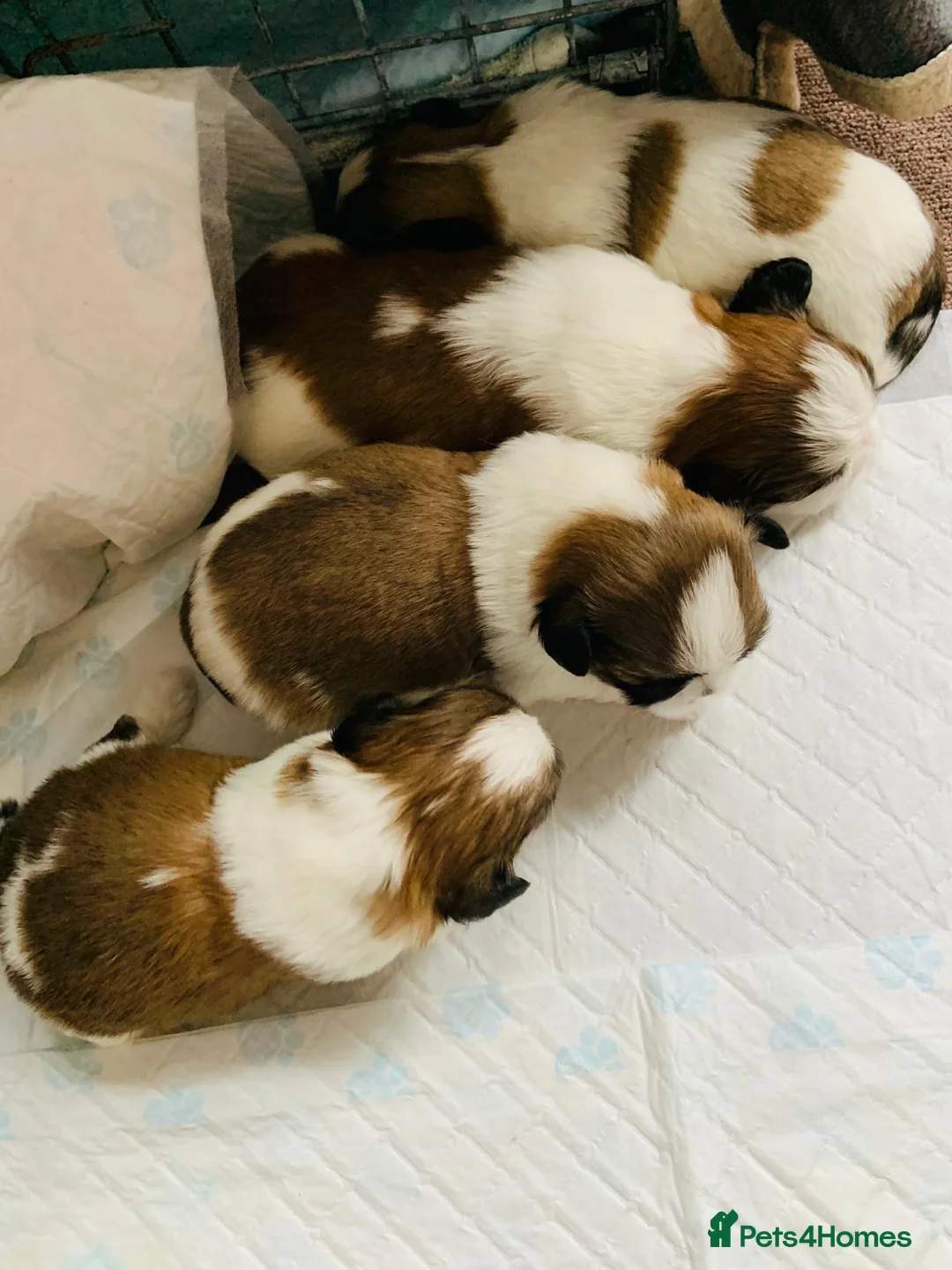 Shih Tzu dogs for stud: KC registered , beautiful stud dog in Cullompton - Advert 20