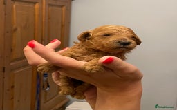 Toy Poodle dogs for sale: KC Registered Red Toy Poodle Puppies - Image 5