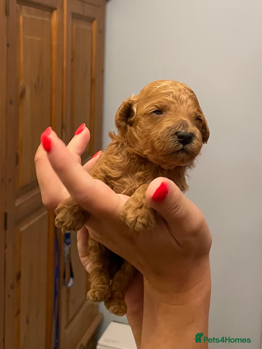 Toy Poodle dogs for sale: KC Registered Red Toy Poodle Puppies - Image 5