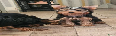 Yorkshire Terrier Oscar 
