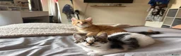 Mixed Breed cats for sale: 5 beautiful kittens ready for new home - Advert 15
