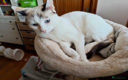 Siamese cats for adoption: Siamese cross and Tortoiseshell sisters - Image 23