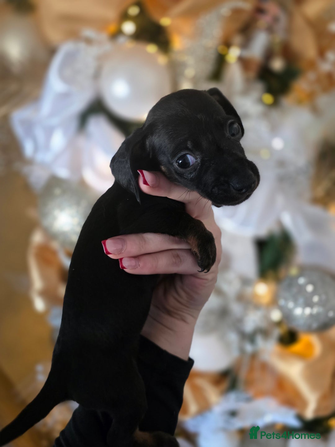 Dachshund dogs for sale: Daschund puppies - Advert 15