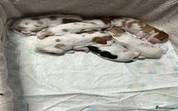 Cavalier King Charles Spaniel dogs for sale: Beautiful Blenheim King Charles spaniel pups   - Image 3