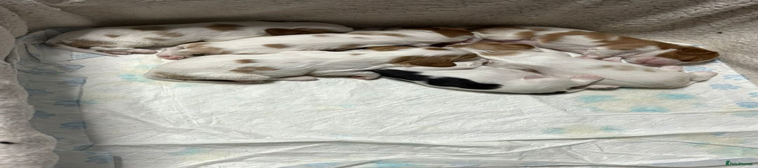 Cavalier King Charles Spaniel Puppy 4