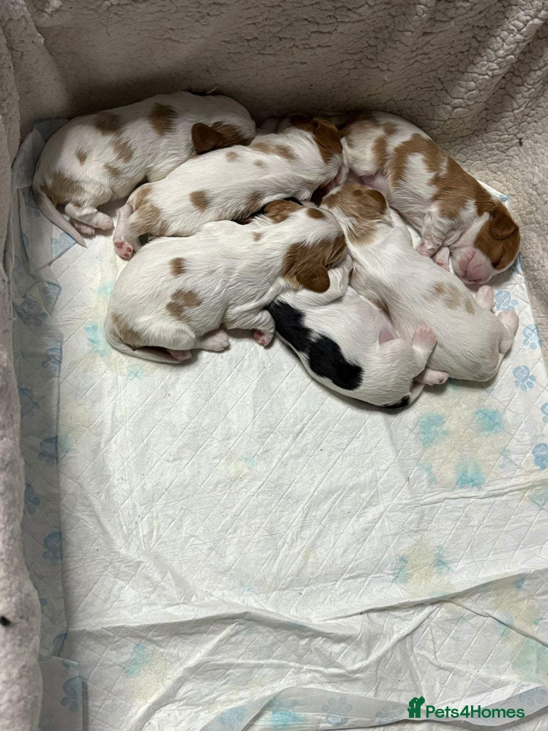 Cavalier King Charles Spaniel dogs for sale: Beautiful Blenheim King Charles spaniel pups   - Image 3