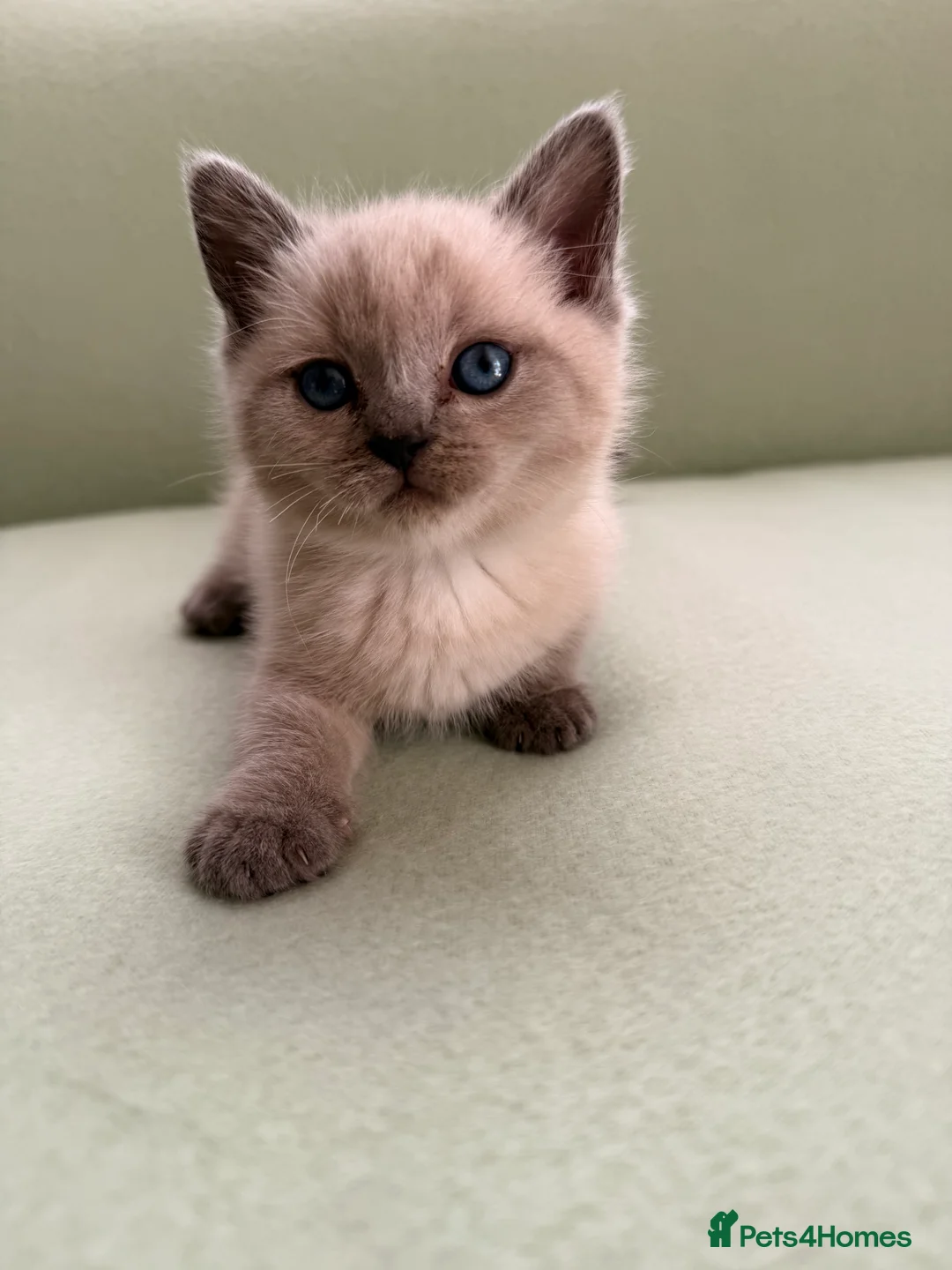 British Shorthair cats for sale: Beautiful British shorthair For Sale  - Advert 2