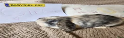 Mini Lop rabbits for sale: Stunning Mini Lops from Keeper's Mini Lops  - Advert 3