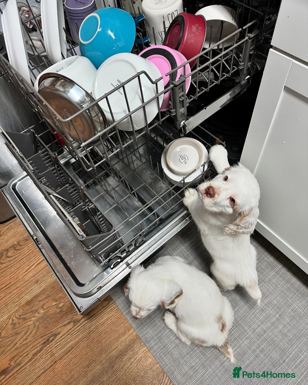 Clumber Spaniel dogs for sale: Clumber Spaniel Puppies for Sale - Advert 2