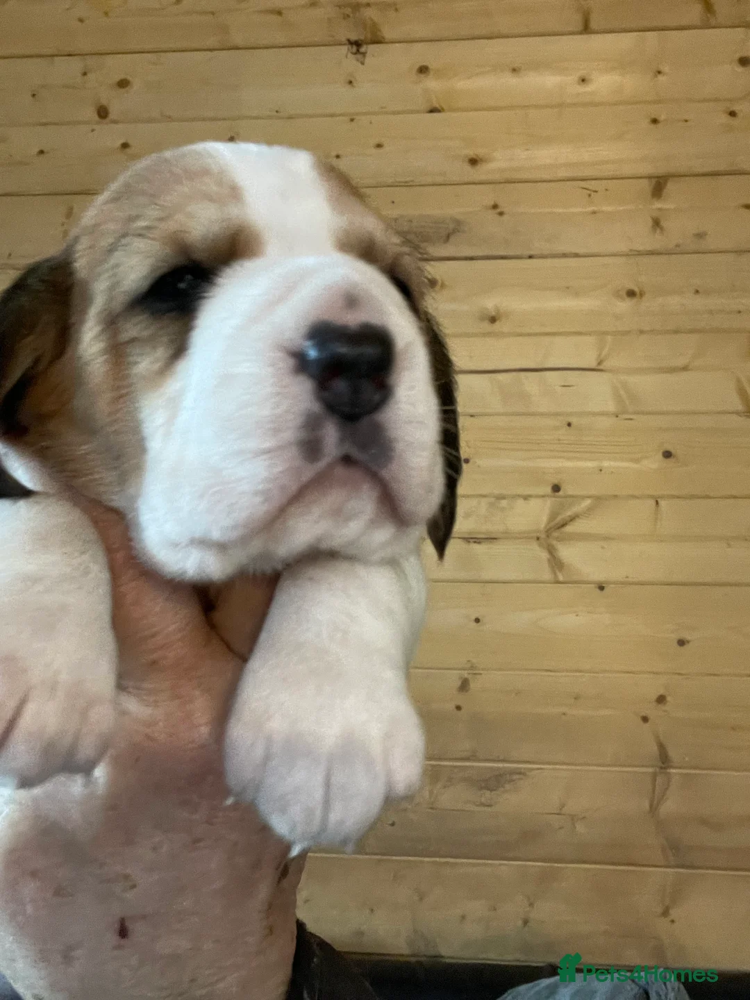Beagle dogs for sale: TOP KC REG PUps READY  APRIL 5⭐️ lic  - Advert 1