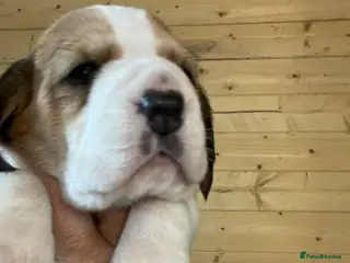 Beagle dogs TOP KC REG PUOS READY APRIL 5⭐️ lic - Advert 5