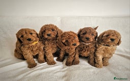 Cavapoo dogs for sale: Adorable F1b Cavapoo Puppies Ready 15th November - Image 2