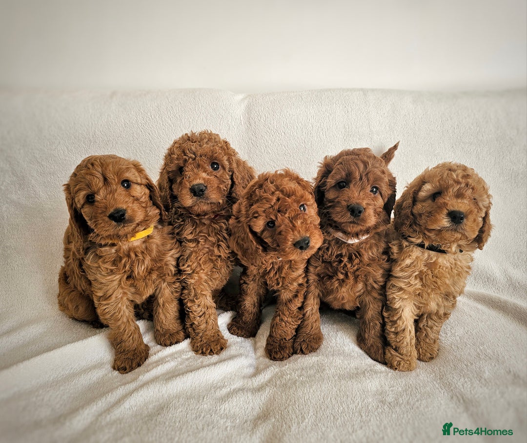 Cavapoo dogs for sale: Adorable F1b Cavapoo Puppies Ready 15th November - Image 2