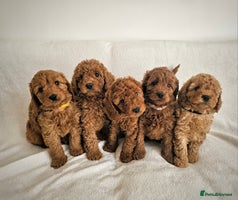 Cavapoo dogs - Advert 9