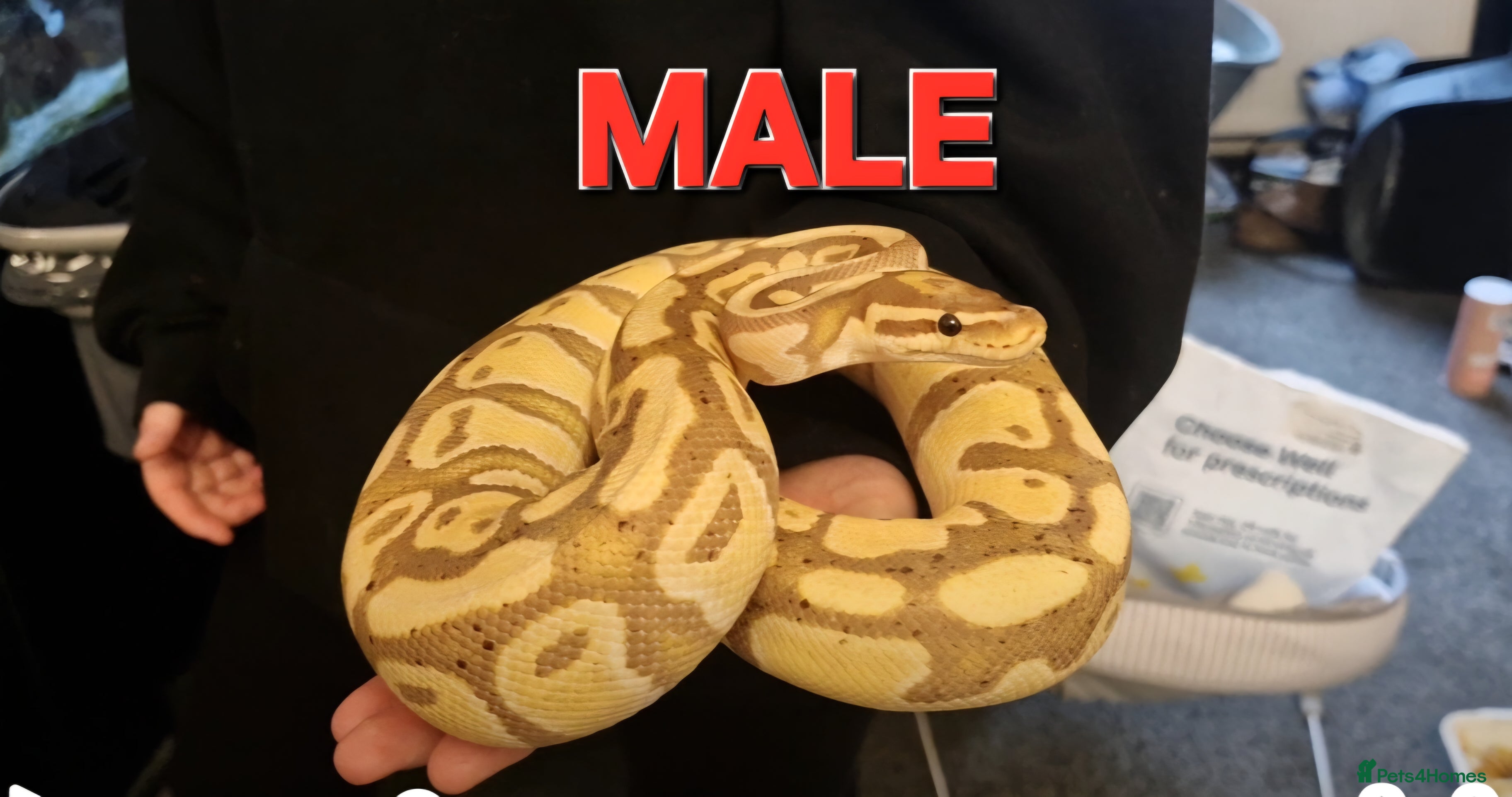 Python Snake reptiles 4 ball pythons available  - Advert 4